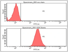 FACS analysis of HeLa cells using GTX57548 GSK3 beta antibody. Cell Number: 1 x 10? cells Upper panel : negative control, Lower panel: Primary antibody Antibody amount: 2-5 microg FACS analysis of HeLa cells using GTX57548 GSK3 beta antibody. Cell Number: 1 x 10? cells Upper panel : negative control, Lower panel: Primary antibody Antibody amount: 2-5 microg
