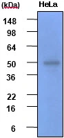 WB analysis of HeLa whole cell lysate using GTX57548 GSK3 beta antibody. Loading : 30 microg Dilution : 1:2000