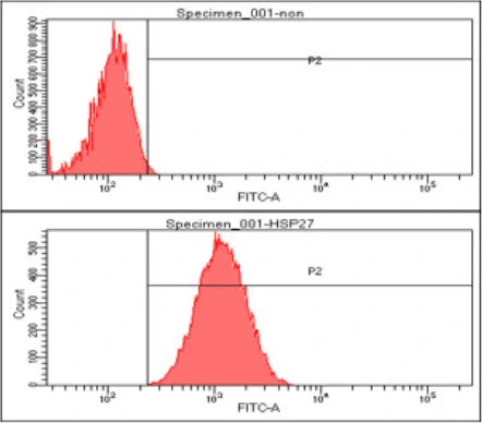 FACS analysis of A549 cells using GTX57550 HSP27 antibody. Cell Number: 1 x 10? cells Upper panel : negative control, Lower panel: Primary antibody Antibody amount: 2-5 microg FACS analysis of A549 cells using GTX57550 HSP27 antibody. Cell Number: 1 x 10? cells Upper panel : negative control, Lower panel: Primary antibody Antibody amount: 2-5 microg
