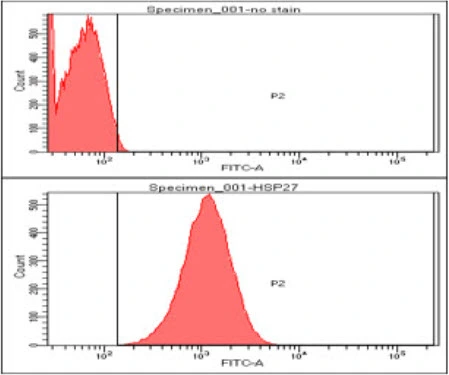 FACS analysis of HeLa cells using GTX57550 HSP27 antibody. Cell Number: 1 x 10? cells Upper panel : negative control, Lower panel: Primary antibody Antibody amount: 2-5 microg