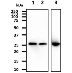 WB analysis of various samples using GTX57550 HSP27 antibody. Lane 1 : HeLa whole cell lysate Lane 2 : K562 whole cell lysate Lane 3 : MCF-7 whole cell lysate Loading : 40 microg Dilution : 1:1000