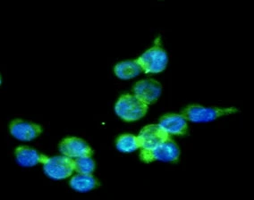 ICC/IF analysis of THP-1 cells using GTX57552 IRF5 antibody. Blue: DAPI Green: Primary antibody Dilution: 1:100