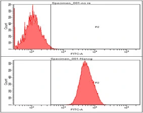 FACS analysis of Hep3B cells using GTX57553 Nanog antibody. Cell Number: 1 x 10? cells Upper panel : negative control, Lower panel: Primary antibody Antibody amount: 2-5 microg FACS analysis of Hep3B cells using GTX57553 Nanog antibody. Cell Number: 1 x 10? cells Upper panel : negative control, Lower panel: Primary antibody Antibody amount: 2-5 microg