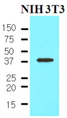 WB analysis of NIH3T3 whole cell lysate using GTX57553 Nanog antibody. Loading : 35 microg Dilution : 1:500