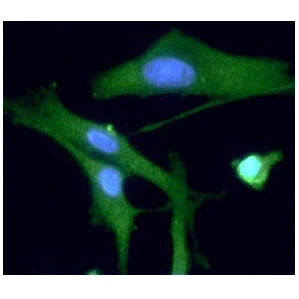 ICC/IF analysis of U87-MG cells using GTX57556 PGP9.5 antibody. Blue: DAPI Green: Primary antibody Dilution: 1:100