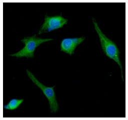 ICC/IF analysis of U87-MG cells using GTX57559 SNAP25 antibody. Blue: DAPI Green: Primary antibody Dilution: 1:100 ICC/IF analysis of U87-MG cells using GTX57559 SNAP25 antibody. Blue: DAPI Green: Primary antibody Dilution: 1:100