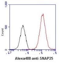 FACS analysis of U87-MG cells using GTX57559 SNAP25 antibody. Cell Number: 1 x 10? cells Primary antibody: Red line Antibody amount: 2-5 microg