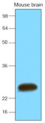 WB analysis of Mouse brain tissue lysate using GTX57559 SNAP25 antibody. Loading : 30 microg Dilution : 1:2000
