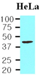 WB analysis of HeLa whole cell lysate using GTX57560 TDP43 antibody. Loading : 20 microg Dilution : 1:1000