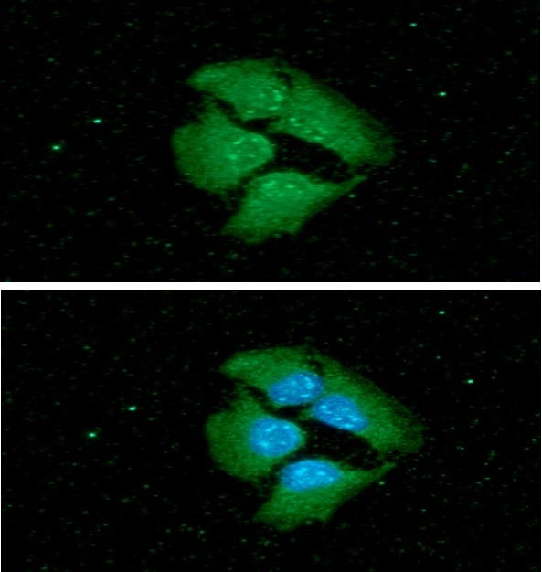 ICC/IF analysis of HeLa cells using GTX57563 14-3-3 epsilon antibody.<br>Blue: DAPI<br>Green: Primary antibody<br>Dilution: 1:100