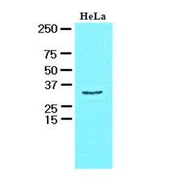 WB analysis of HeLa whole cell lysate using GTX57571 HAX1 antibody. Loading : 30 microg Dilution : 1:1000