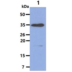 WB analysis of Raji whole cell lysate using GTX57571 HAX1 antibody. Loading : 40 microg Dilution : 1:1000