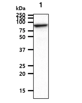 WB analysis of A431 whole cell lysate using GTX57588 STAT1 antibody. Loading : 40 microg Dilution : 1:1000 WB analysis of A431 whole cell lysate using GTX57588 STAT1 antibody. Loading : 40 microg Dilution : 1:1000
