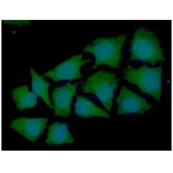 ICC/IF analysis of HeLa cells using GTX57590 Syntrophin alpha 1 antibody. Blue: DAPI Green: Primary antibody Dilution: 1:100 ICC/IF analysis of HeLa cells using GTX57590 Syntrophin alpha 1 antibody. Blue: DAPI Green: Primary antibody Dilution: 1:100