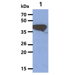 WB analysis of HepG2 whole cell lysate using GTX57591 Cytokeratin 19 antibody. Loading : 20 microg Dilution : 1:1000