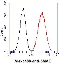 FACS analysis of HeLa cells using GTX57593 Diablo antibody. Cell Number: 1 x 10? cells Primary antibody: Red line Antibody amount: 2-5 microg FACS analysis of HeLa cells using GTX57593 Diablo antibody. Cell Number: 1 x 10? cells Primary antibody: Red line Antibody amount: 2-5 microg