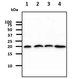 WB analysis of various samples using GTX57593 Diablo antibody. Lane 1 : 293T whole cell lysate Lane 2 : A431 whole cell lysate Lane 3 : Hep3B whole cell lysate Lane 4 : MCF-7 whole cell lysate Loading : 40 microg Dilution : 1:1000