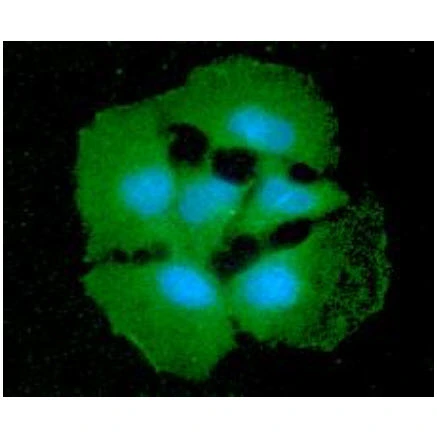 ICC/IF analysis of Hep3B cells using GTX57595 SORD antibody. Blue: DAPI Green: Primary antibody Dilution: 1:100 ICC/IF analysis of Hep3B cells using GTX57595 SORD antibody. Blue: DAPI Green: Primary antibody Dilution: 1:100