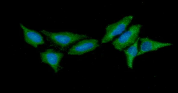 ICC/IF analysis of HeLa cells using GTX57598 HIP antibody. Blue: DAPI Green: Primary antibody Dilution: 1:100