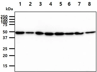 WB analysis of various samples using GTX57598 HIP antibody. Lane 1 : 293T whole cell lysate Lane 2 : HepG2 whole cell lysate Lane 3 : SW480 whole cell lysate Lane 4 : Jurkat whole cell lysate Lane 5 : K562 whole cell lysate Lane 6 : LNCap whole cell lysate Lane 7 : HeLa whole cell lysate Lane 8 : PC-3 whole cell lysate Loading : 40 microg Dilution : 1:1000