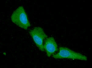ICC/IF analysis of HeLa cells using GTX57599 14-3-3 gamma antibody.<br>Blue: DAPI<br>Green: Primary antibody<br>Dilution: 1:100