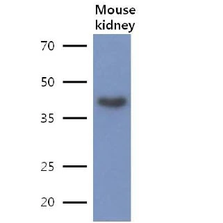 WB analysis of Mouse kidney tissue lysate using GTX57603 LRPAP1 antibody. Loading : 40 microg Dilution : 1:500