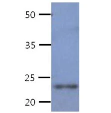 WB analysis of Recombinant Human CREG1 protein using GTX57606 CREG1 antibody. Loading : 50 ng Dilution : 1:1000