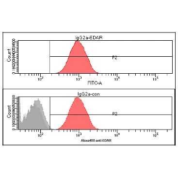 FACS analysis of HeLa cells using GTX57609 EDAR antibody. Cell Number: 1 x 10? cells Red: Primary antibody Antibody amount: 2-5 microg FACS analysis of HeLa cells using GTX57609 EDAR antibody. Cell Number: 1 x 10? cells Red: Primary antibody Antibody amount: 2-5 microg