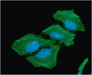 ICC/IF analysis of HeLa cells using GTX57610 ACAT2 antibody. Blue: DAPI Green: Primary antibody Dilution: 1:100