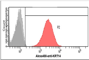 FACS analysis of A431 cells using GTX57611 Cytokeratin 14 antibody. Cell Number: 1 x 10? cells Red: Primary antibody Antibody amount: 2-5 microg FACS analysis of A431 cells using GTX57611 Cytokeratin 14 antibody. Cell Number: 1 x 10? cells Red: Primary antibody Antibody amount: 2-5 microg