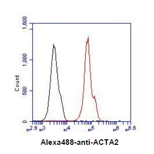 FACS analysis of Nb2-11 cells using GTX57619 alpha Smooth Muscle Actin antibody. Cell Number: 1 x 10? cells Primary antibody: Red line Antibody amount: 2-5 microg FACS analysis of Nb2-11 cells using GTX57619 alpha Smooth Muscle Actin antibody. Cell Number: 1 x 10? cells Primary antibody: Red line Antibody amount: 2-5 microg