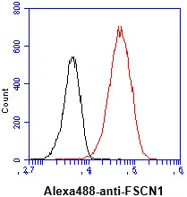 FACS analysis of HeLa cells using GTX57621 Fascin 1 antibody. Cell Number: 1 x 10? cells Primary antibody: Red line Antibody amount: 2-5 microg FACS analysis of HeLa cells using GTX57621 Fascin 1 antibody. Cell Number: 1 x 10? cells Primary antibody: Red line Antibody amount: 2-5 microg