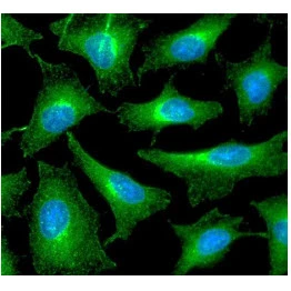 ICC/IF analysis of HeLa cells using GTX57622 Peroxiredoxin 6 antibody. Blue: DAPI Green: Primary antibody Dilution: 1:100