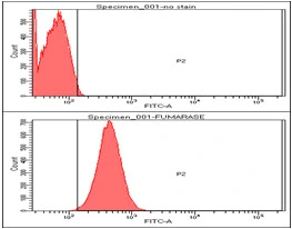 FACS analysis of HeLa cells using GTX57625 Fumarate hydratase antibody. Cell Number: 1 x 10? cells Upper panel : negative control, Lower panel: Primary antibody Antibody amount: 2-5 microg FACS analysis of HeLa cells using GTX57625 Fumarate hydratase antibody. Cell Number: 1 x 10? cells Upper panel : negative control, Lower panel: Primary antibody Antibody amount: 2-5 microg