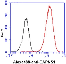FACS analysis of HeLa cells using GTX57626 Calpain S1 antibody. Cell Number: 1 x 10? cells Primary antibody: Red line Antibody amount: 2-5 microg FACS analysis of HeLa cells using GTX57626 Calpain S1 antibody. Cell Number: 1 x 10? cells Primary antibody: Red line Antibody amount: 2-5 microg