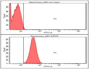FACS analysis of HeLa cells using GTX57627 Cytokeratin 5 antibody. Cell Number: 1 x 10? cells Red: Primary antibody Antibody amount: 2-5 microg FACS analysis of HeLa cells using GTX57627 Cytokeratin 5 antibody. Cell Number: 1 x 10? cells Red: Primary antibody Antibody amount: 2-5 microg