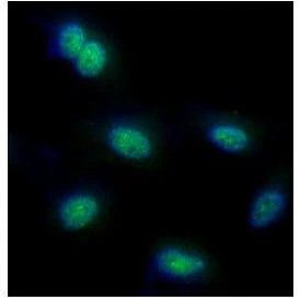 ICC/IF analysis of HeLa cells using GTX57628 FUBP1 antibody. Blue: DAPI Green: Primary antibody Dilution: 1:100