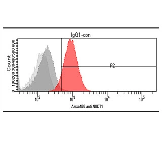 FACS analysis of Jurkat cells using GTX57631 MTH1 antibody. Cell Number: 1 x 10? cells Red: Primary antibody Antibody amount: 2-5 microg FACS analysis of Jurkat cells using GTX57631 MTH1 antibody. Cell Number: 1 x 10? cells Red: Primary antibody Antibody amount: 2-5 microg