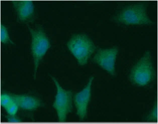 ICC/IF analysis of A549 cells using GTX57631 MTH1 antibody. Blue: DAPI Green: Primary antibody Dilution: 1:100