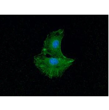 ICC/IF analysis of Balb/3T3 cells using GTX57633 alpha Actinin 1 antibody. Blue: DAPI Green: Primary antibody Dilution: 1:100