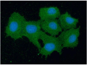 ICC/IF analysis of Hep3B cells using GTX57635 Peroxiredoxin 5 antibody. Blue: DAPI Green: Primary antibody Dilution: 1:100