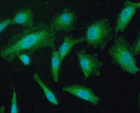 ICC/IF analysis of A549 cells using GTX57635 Peroxiredoxin 5 antibody. Blue: DAPI Green: Primary antibody Dilution: 1:100
