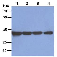 WB analysis of various samples using GTX57636 OTUB1 antibody. Lane 1 : A549 whole cell lysate Lane 2 : HeLa whole cell lysate Lane 3 : HepG2 whole cell lysate Lane 4 : 293T whole cell lysate Loading : 40 microg Dilution : 1:5000