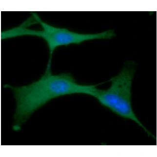 ICC/IF analysis of U87-MG cells using GTX57637 PGK1 antibody. Blue: DAPI Green: Primary antibody Dilution: 1:100 ICC/IF analysis of U87-MG cells using GTX57637 PGK1 antibody. Blue: DAPI Green: Primary antibody Dilution: 1:100