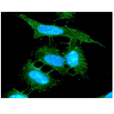 ICC/IF analysis of HeLa cells using GTX57638 AHA-1 antibody. Blue: DAPI Green: Primary antibody Dilution: 1:100 ICC/IF analysis of HeLa cells using GTX57638 AHA-1 antibody. Blue: DAPI Green: Primary antibody Dilution: 1:100