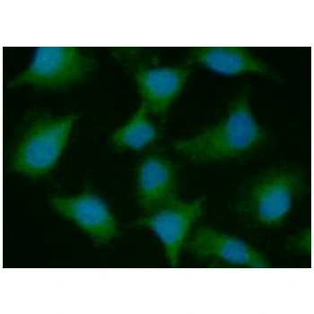 ICC/IF analysis of A549 cells using GTX57642 PSMD10 antibody. Blue: DAPI Green: Primary antibody Dilution: 1:100 ICC/IF analysis of A549 cells using GTX57642 PSMD10 antibody. Blue: DAPI Green: Primary antibody Dilution: 1:100
