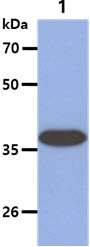 WB analysis of SW480 whole cell lysate using GTX57645 ARG2 antibody. Loading : 40 microg Dilution : 1:1000