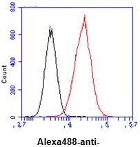 FACS analysis of HeLa cells using GTX57647 NNMT antibody. Cell Number: 1 x 10? cells Primary antibody: Red line Antibody amount: 2-5 microg