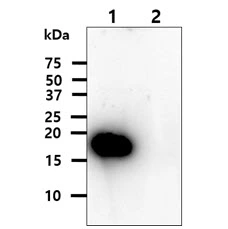 WB analysis of various samples using GTX57658 SOD1 antibody. Lane 1 : Recombinant Human SOD1 protein Lane 2 : Recombinant Human SOD2 protein Loading : 20 ng Dilution : 1:1000
