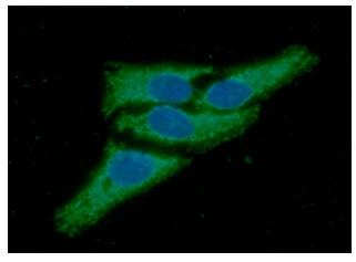 ICC/IF analysis of HeLa cells using GTX57660 PRX III antibody. Blue: DAPI Green: Primary antibody Dilution: 1:100 ICC/IF analysis of HeLa cells using GTX57660 PRX III antibody. Blue: DAPI Green: Primary antibody Dilution: 1:100